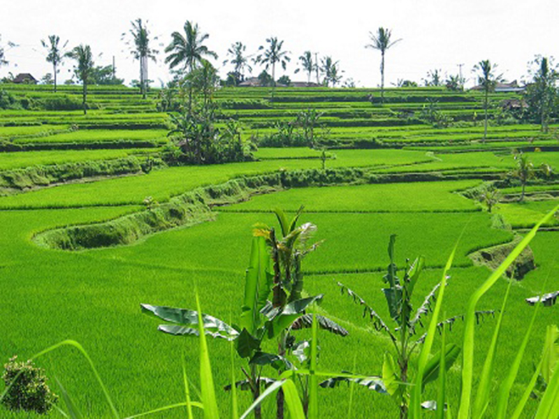 Vũ Quần Phương và nỗi buồn người làm thơ